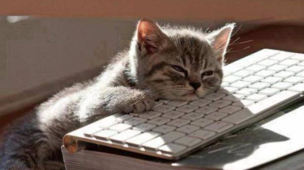 lazy cat keyboard