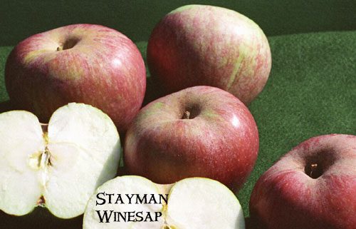 stayman_winesap