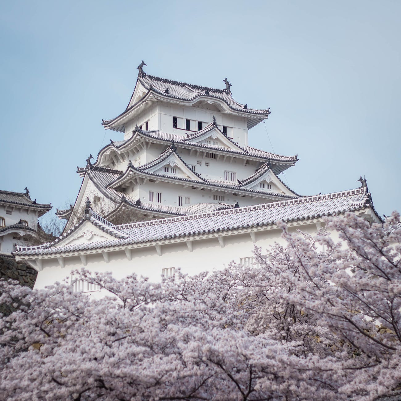 photo of himeji castle behind white cherry blossoms